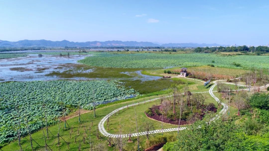 九江市柴桑区:湿地生态修复现成效