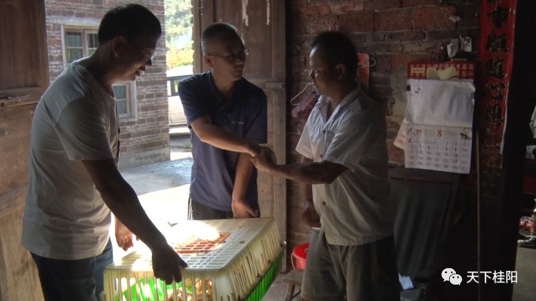 【户帮户 亲帮亲】桂阳:荷叶水边村抓住"鸡"遇,贫困户闯出新天地!