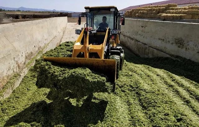 【视频】高强度作业"零故障",已经创收10万!中联重科青贮机获青睐