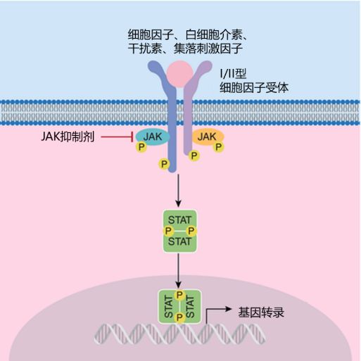 新通路启发新思路差异化jak通路选择带来jak抑制剂不同优势