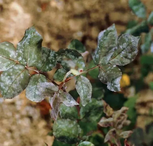 全部植物病害分類全面的配方用藥都在這了記得收藏