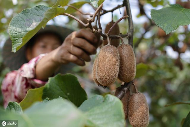 猕猴桃是还没成熟就采摘好还是充分成熟后采摘好适时采最好