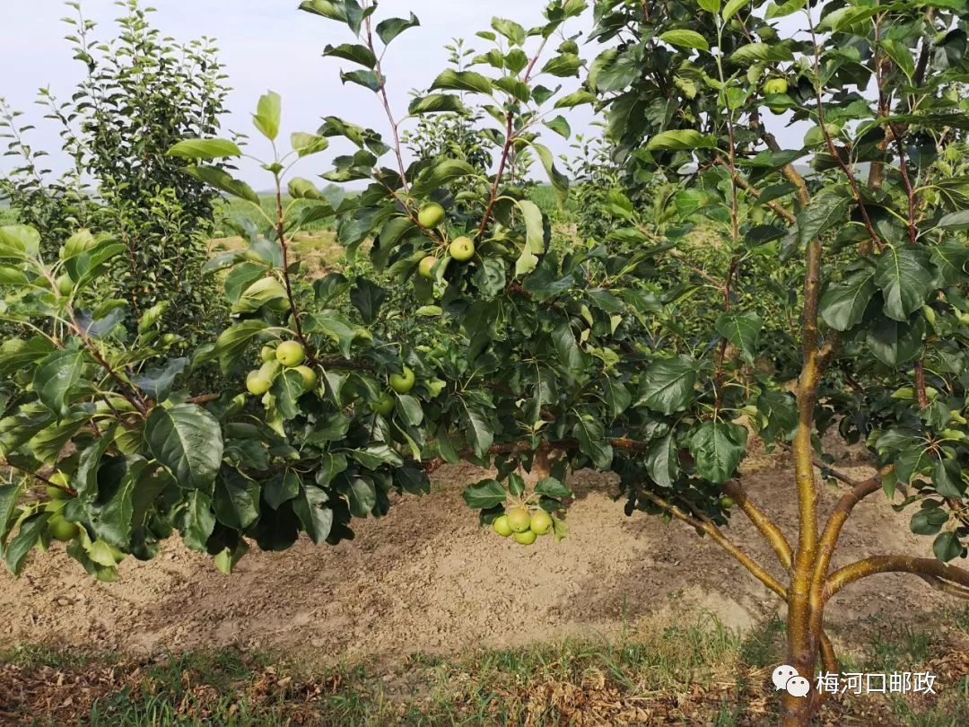 地址:曙光镇西太平村联系电话:18243573333姜连武香瓜采摘园电话