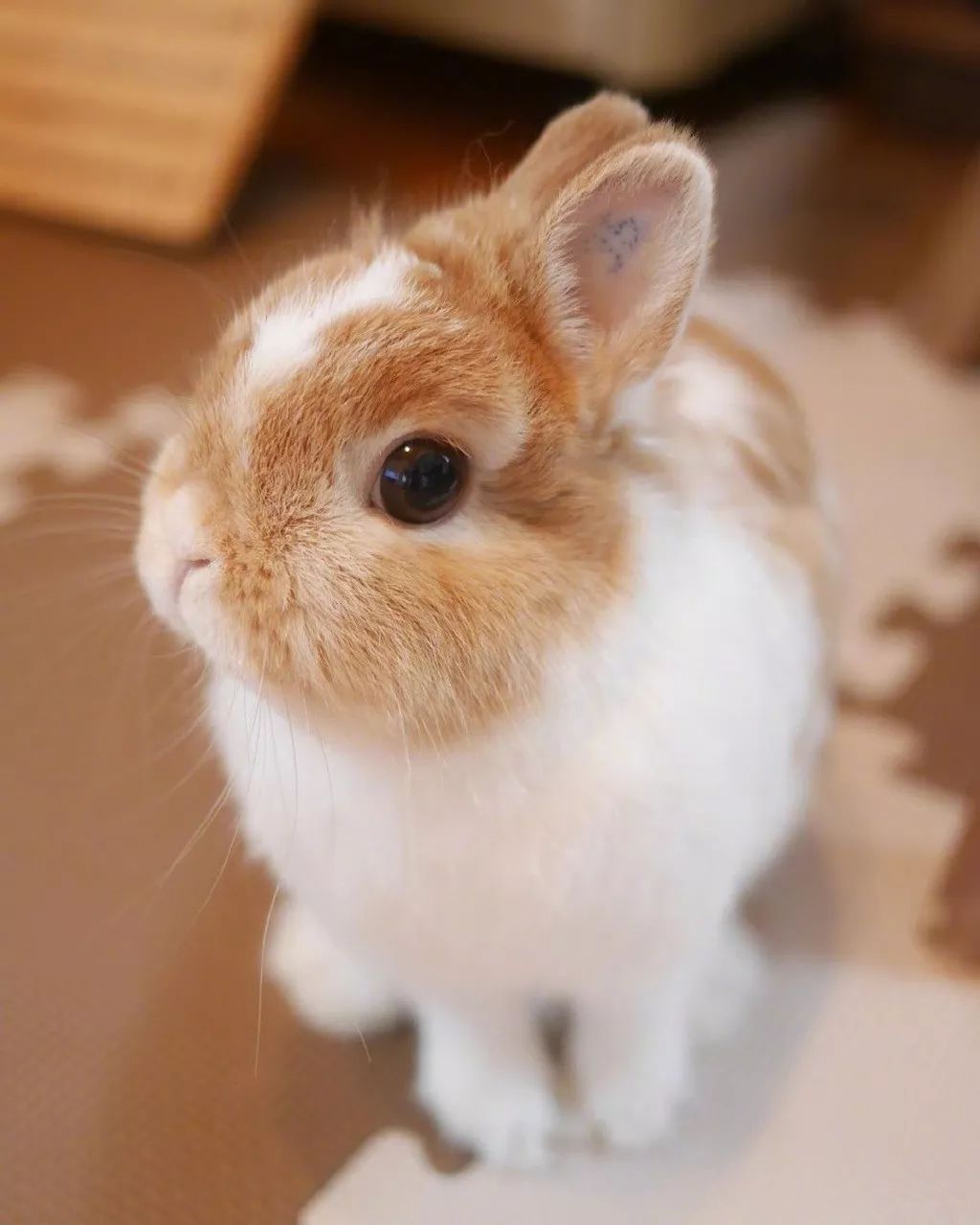 呆萌兔兔kate,一只毛茸茸的小可爱!