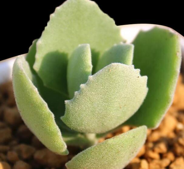 多肉中的呆萌代表千兔耳这样养护