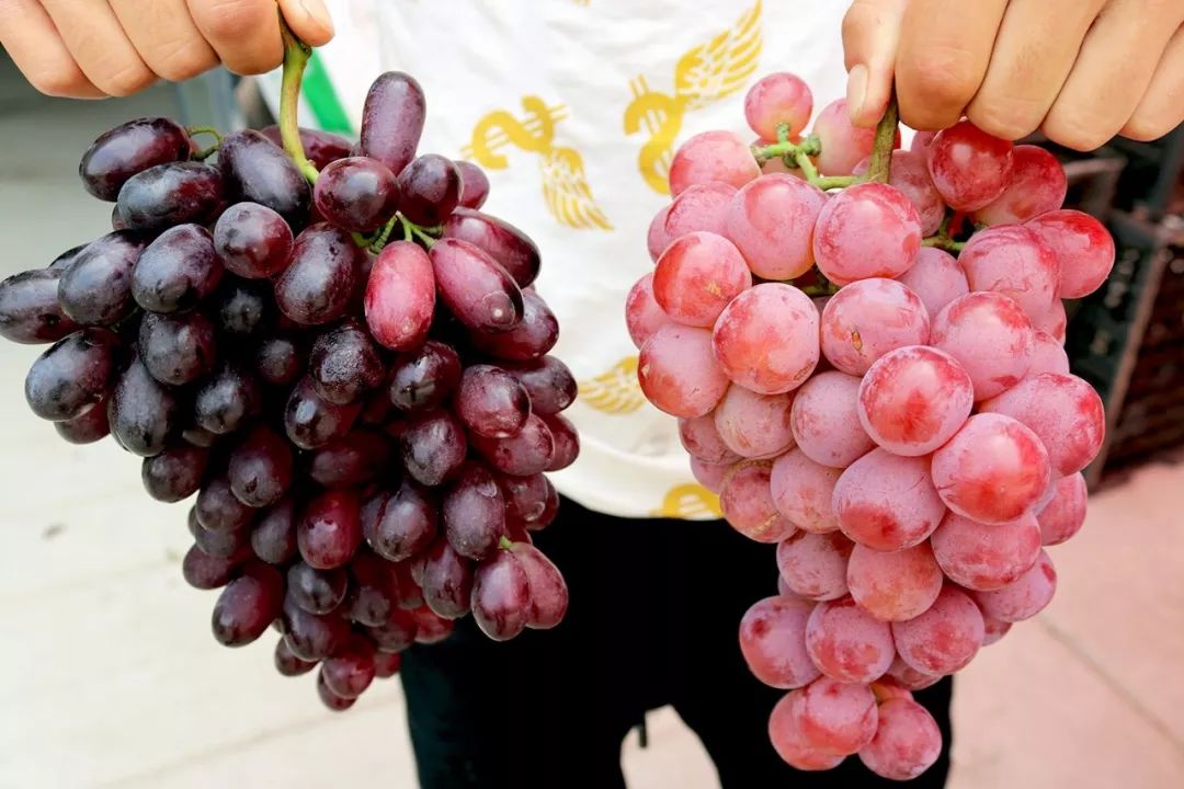 图片 | 左边为黑提,右边为红提图片 | 市场产品实拍图如果是减肥的