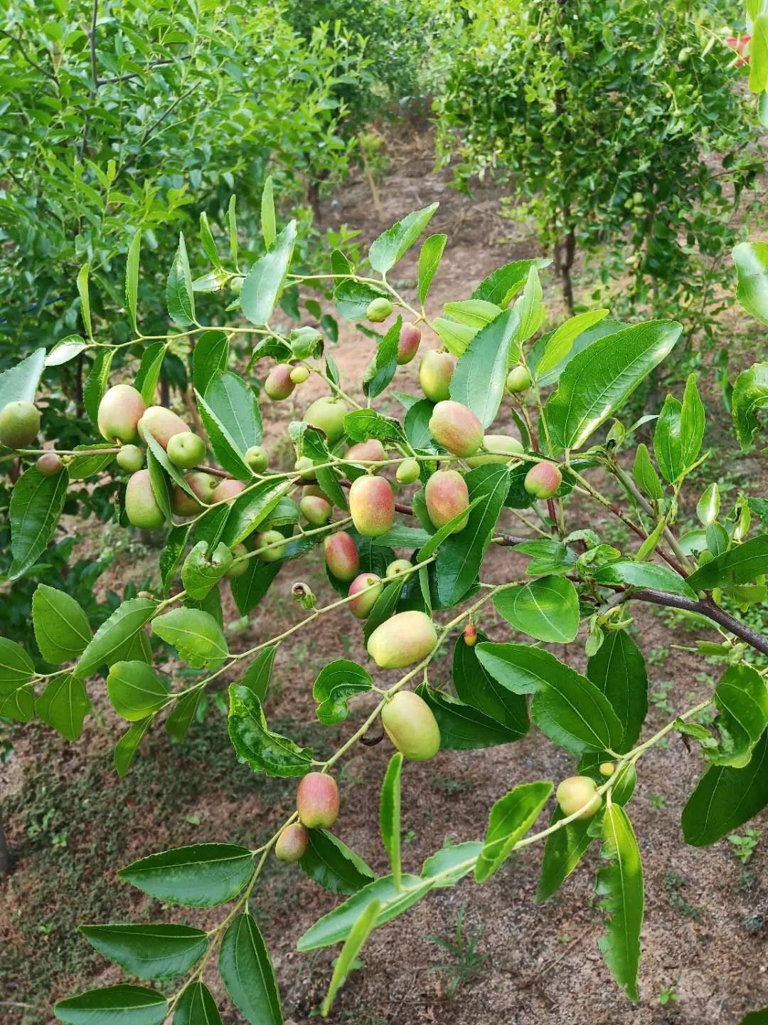 亳州市黄金枣乡村旅游采摘节暨美食娱乐节