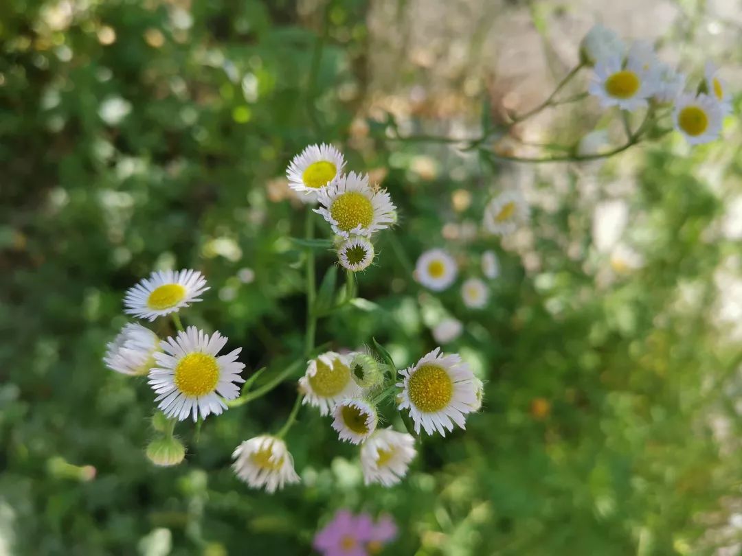 罗马洋甘菊值得收藏