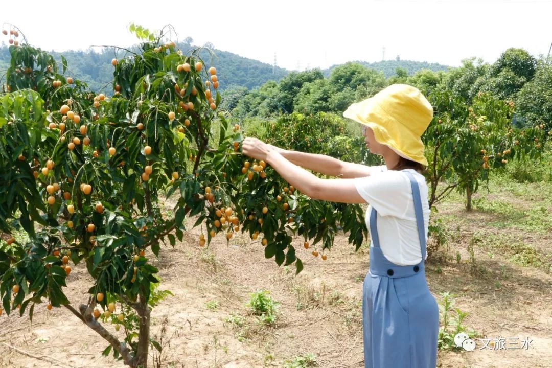 逛古村,摘水果,泡山泉水.快来三水大塘"叹世界"啦!
