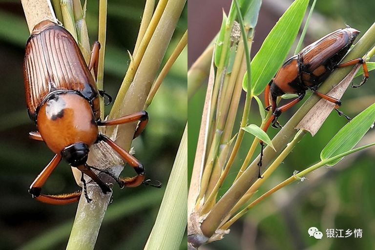 蒙山人你敢吃竹林里的这种虫吗想不到这么好吃