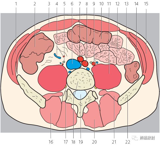 ct斷層圖像前列腺腎上腺↓ 膀胱壁結構↑ 腹後壁(腎及輸尿管的位置)