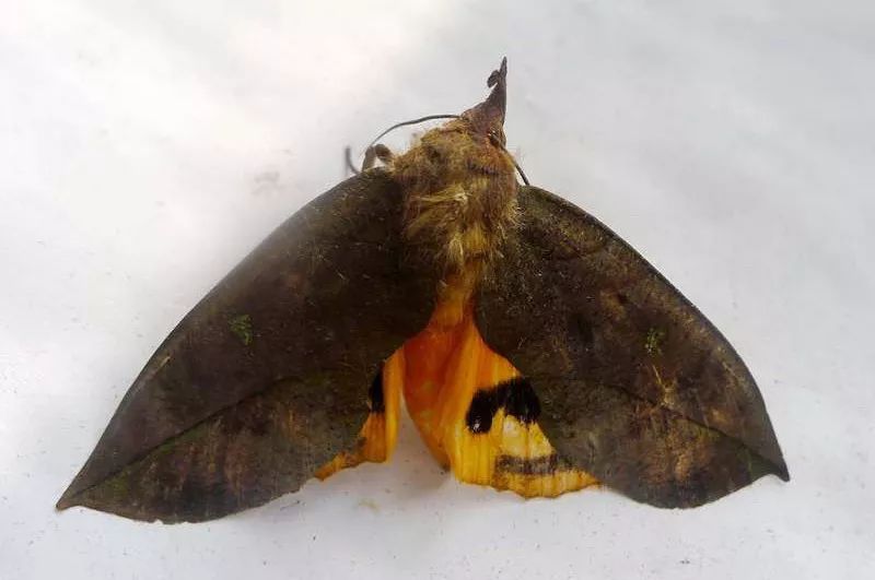 柑橘上的非主流害虫——吸果夜蛾