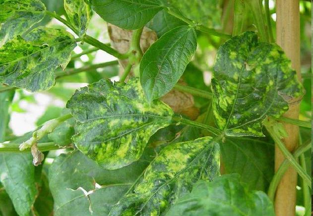 豆角病害严重?学会这些防治方法,豆角产量高,病害少_发病
