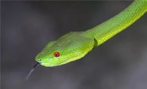 14岁男孩养毒蛇当宠物,不慎被咬伤!最后……_蛇毒