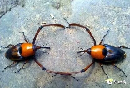 蒙山人你敢吃竹林里的这种虫吗想不到这么好吃