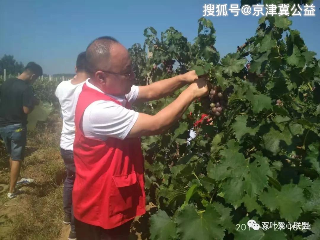 叶宗纯 8月28日讯8月27日,廊坊市永清县后羿镇镇小刘庄村的葡萄喜获