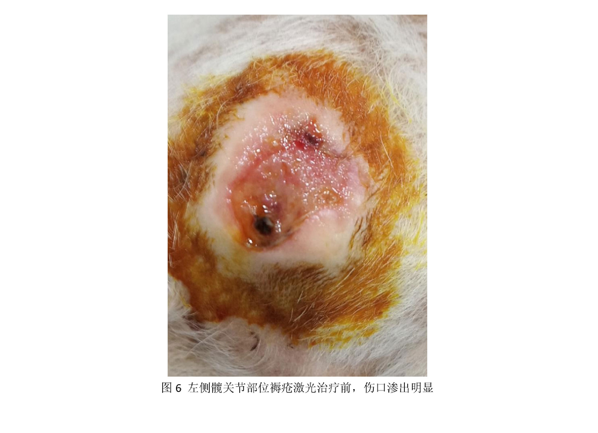 一例老年犬褥疮的激光照射治疗报告