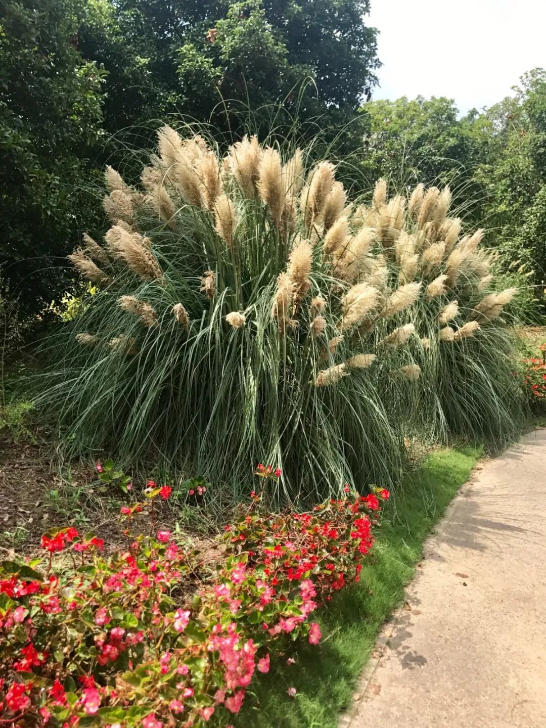 其实是芦苇!你知道《诗经》里的蒹葭是什么吗?在水一方.