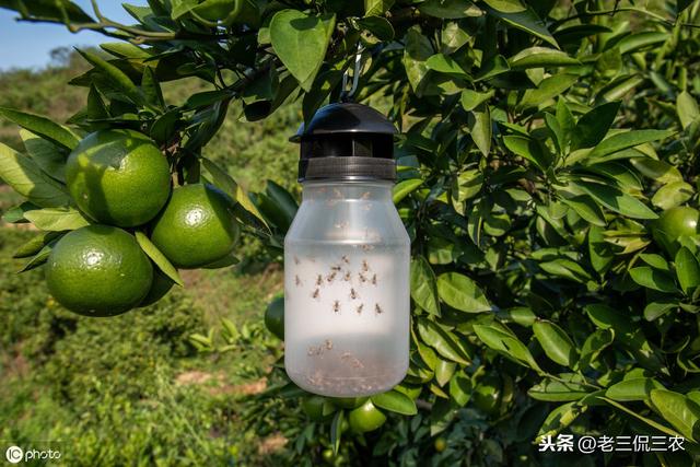 什么害虫用什么农药原来是有规律的现在才知道感谢作者