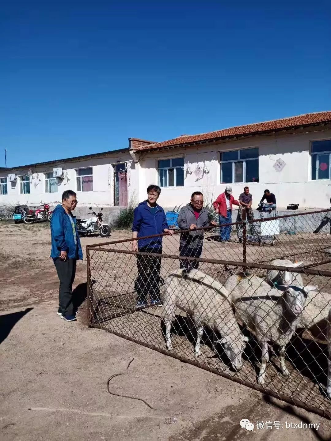 农牧61繁我市首次引进东弗里升乳肉兼用型绵羊并已开展纯繁