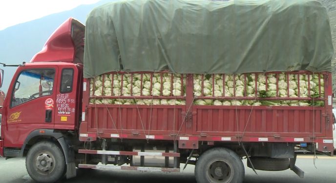 【绿色通道】理县农产品 有序运输出州
