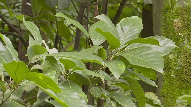 这种天然饮料你喝过吗?攀枝花一农户成功种植野生甜茶,已年入20万元