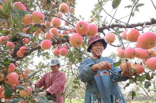 中國紅富士蘋果之鄉在哪裡