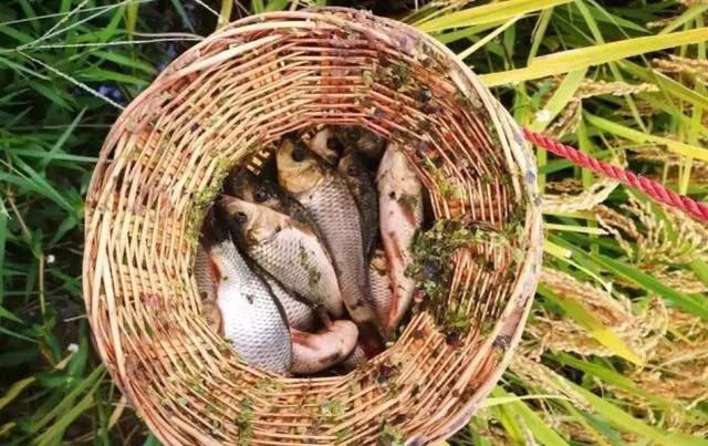 原创稻田里养的稻花鱼价格超出池塘养殖的普通鱼类