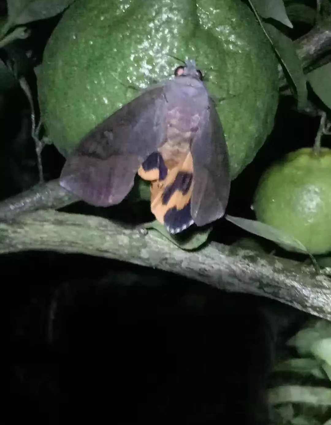 柑橘上的非主流害虫——吸果夜蛾