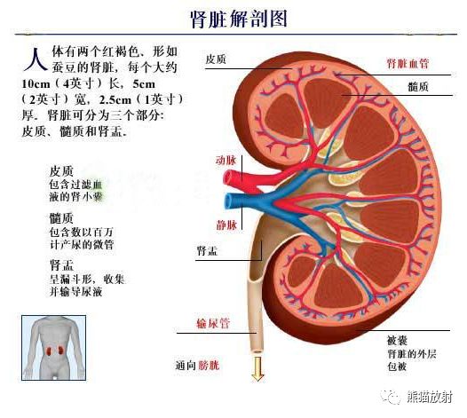 精彩解剖丨腎臟輸尿管膀胱腎上腺前列腺