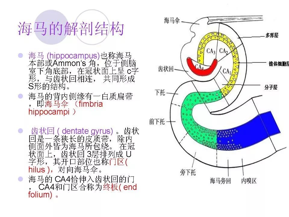 海马解剖结构与mri的诊断应用丨影像天地