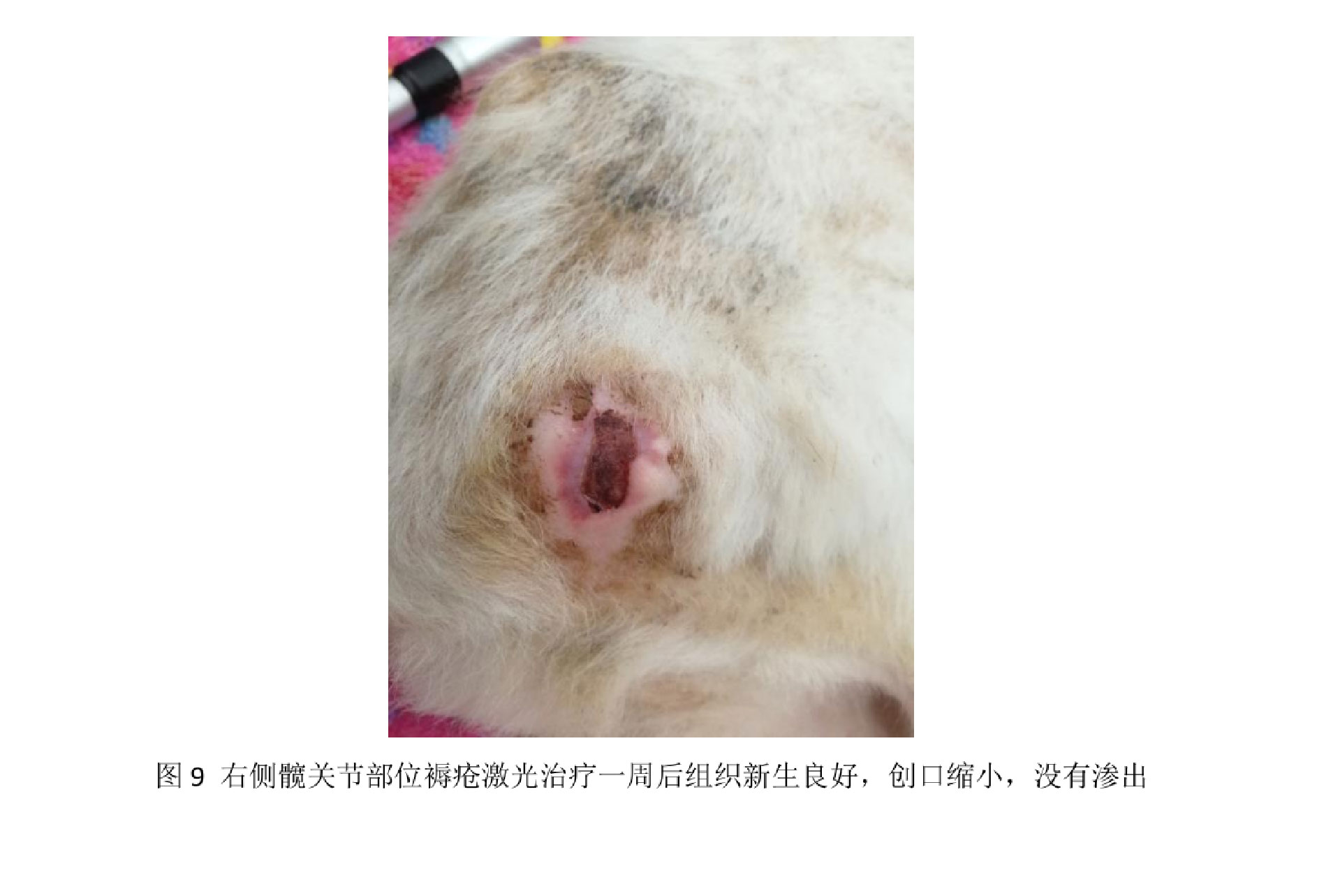 一例老年犬褥疮的激光照射治疗报告