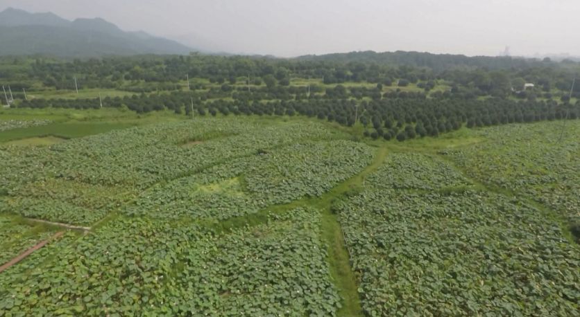 用粽叶捆着烧建德这道菜肴越土越有味儿
