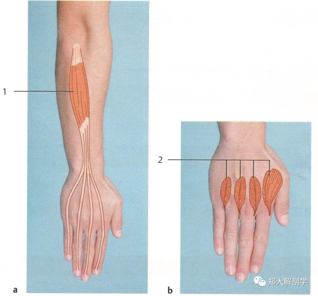 参与近端和远端指间关节伸展的肌肉1.指伸肌2.