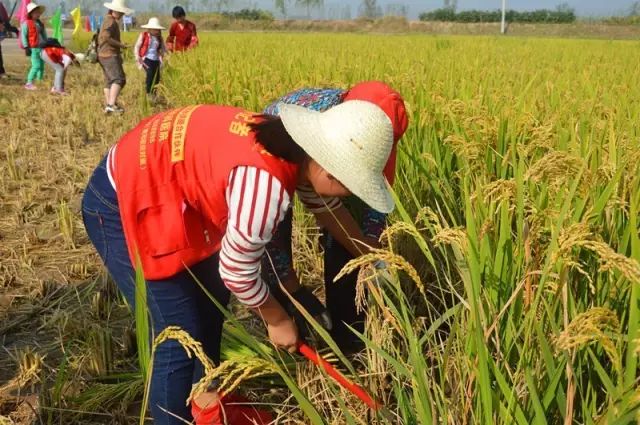【2019洛阳会盟新米节】置身河洛江南 观赏万亩稻田