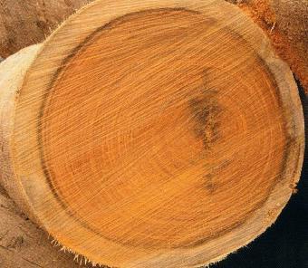 「一物一品·第五十期」红木家具-囊状紫檀篇