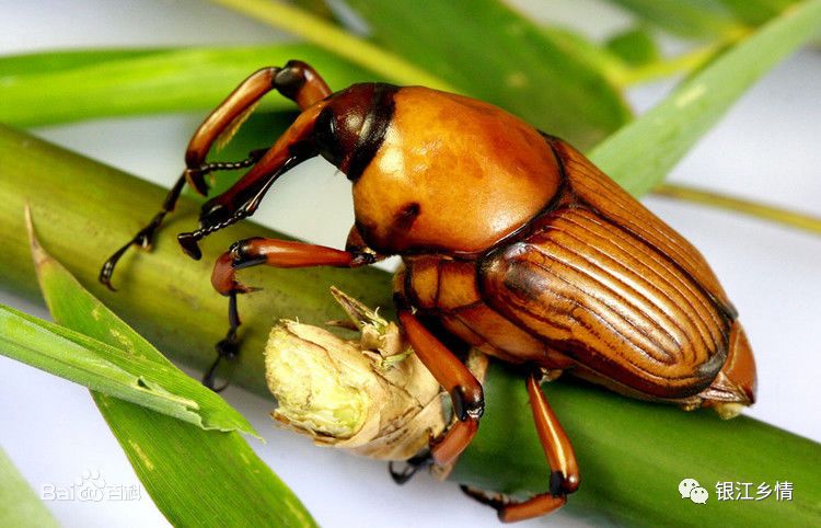 蒙山人你敢吃竹林里的这种虫吗想不到这么好吃
