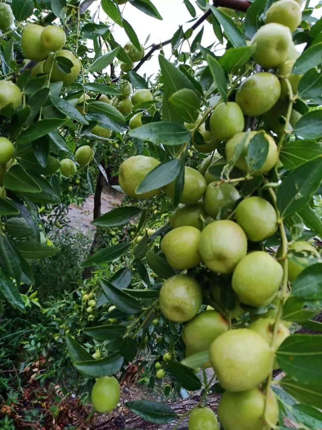 亳州市黄金枣乡村旅游采摘节暨美食娱乐节