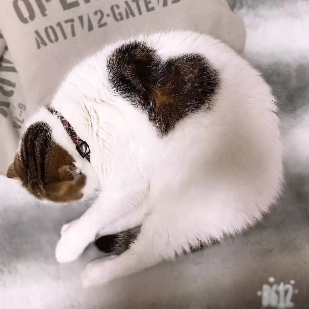 天生自带爱心纹身的猫咪们,天使在猫间~_花纹
