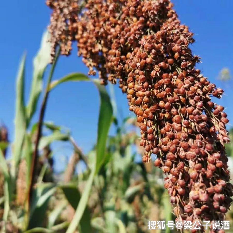 好原料成就好酱香赤水河谷糯高粱