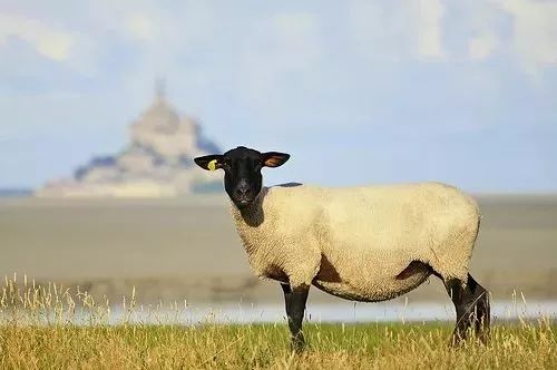 这儿的各种神秘小故事呦~08 pygilard你试过像中世纪的朝圣者那样