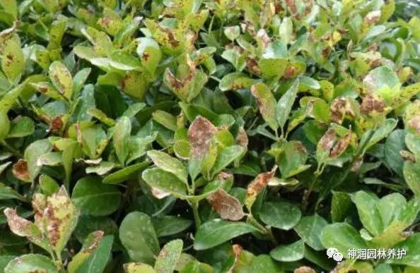 园林病害预警大叶黄杨叶斑病的发生与防治