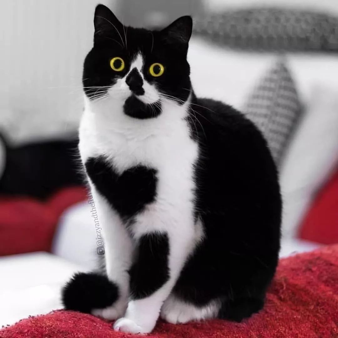 天生自带爱心纹身的猫咪们,天使在猫间~_花纹