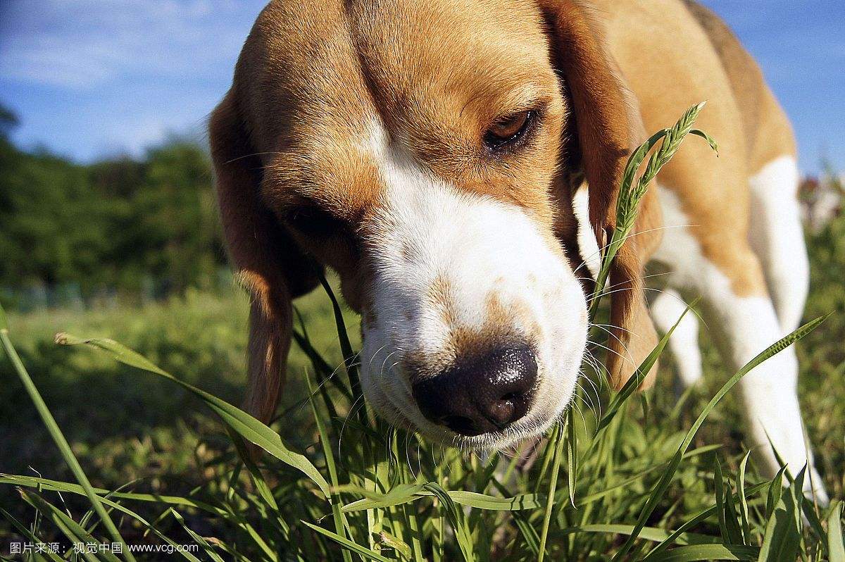 狗吃草怎么回事什么原因狗为什么吃草还会呕吐了