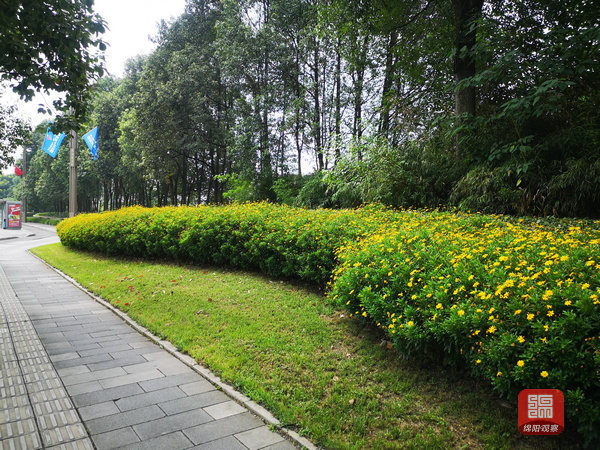 据介绍,本届科博会花卉氛围营造主要以月季,三角梅,木春菊等多年生