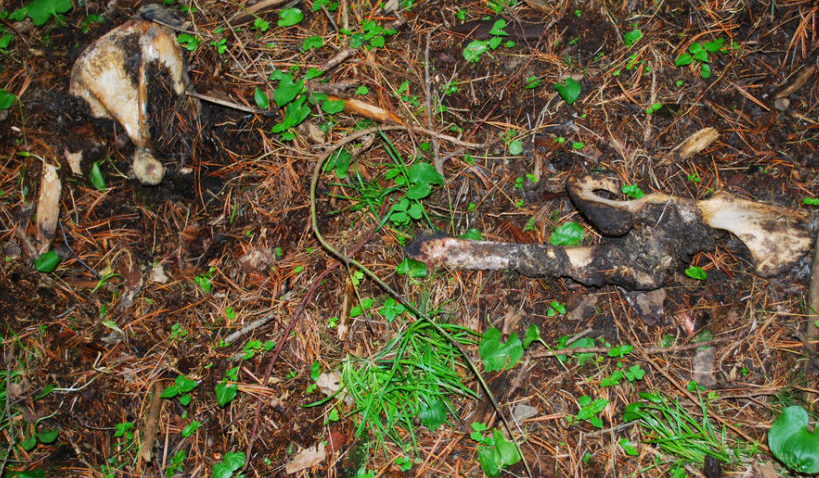 山林里出现几具诡异腐尸揭晓后引发全城市民彻底愤怒