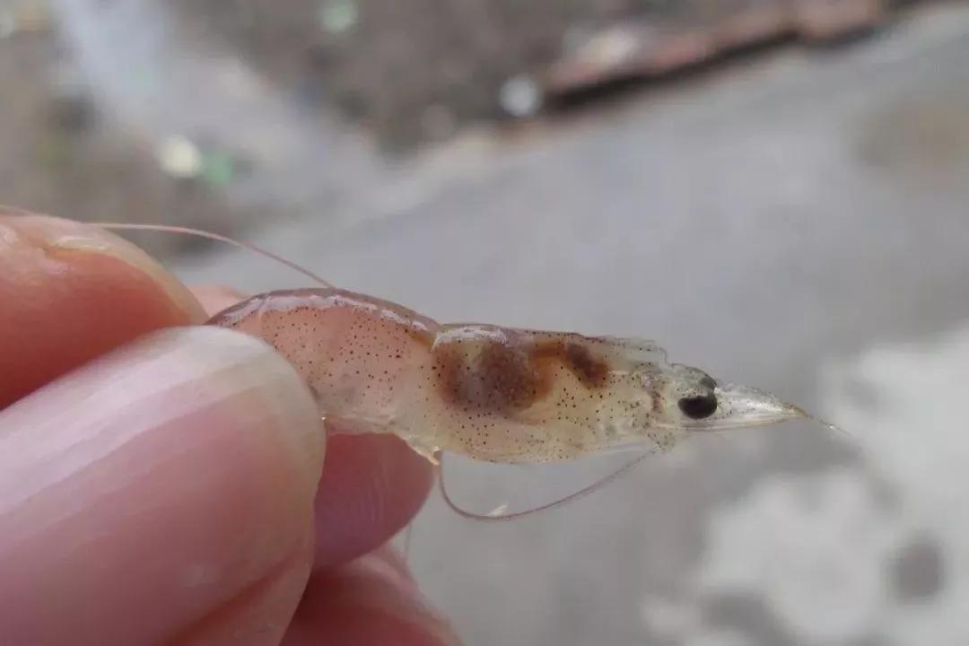 对虾转肝期出现红肝吃料减慢怎么解决对虾转肝直接影响养殖是否成功