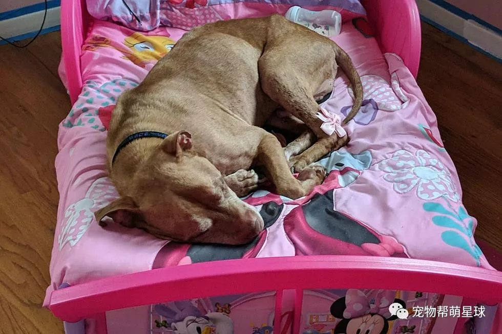 一进去,就有一只猫和一只狗狗朝他们慢吞吞的走来