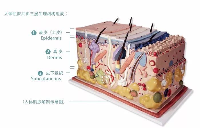 瞭解皮膚的結構與問題