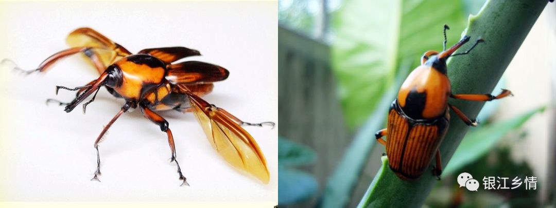 蒙山人你敢吃竹林里的这种虫吗想不到这么好吃